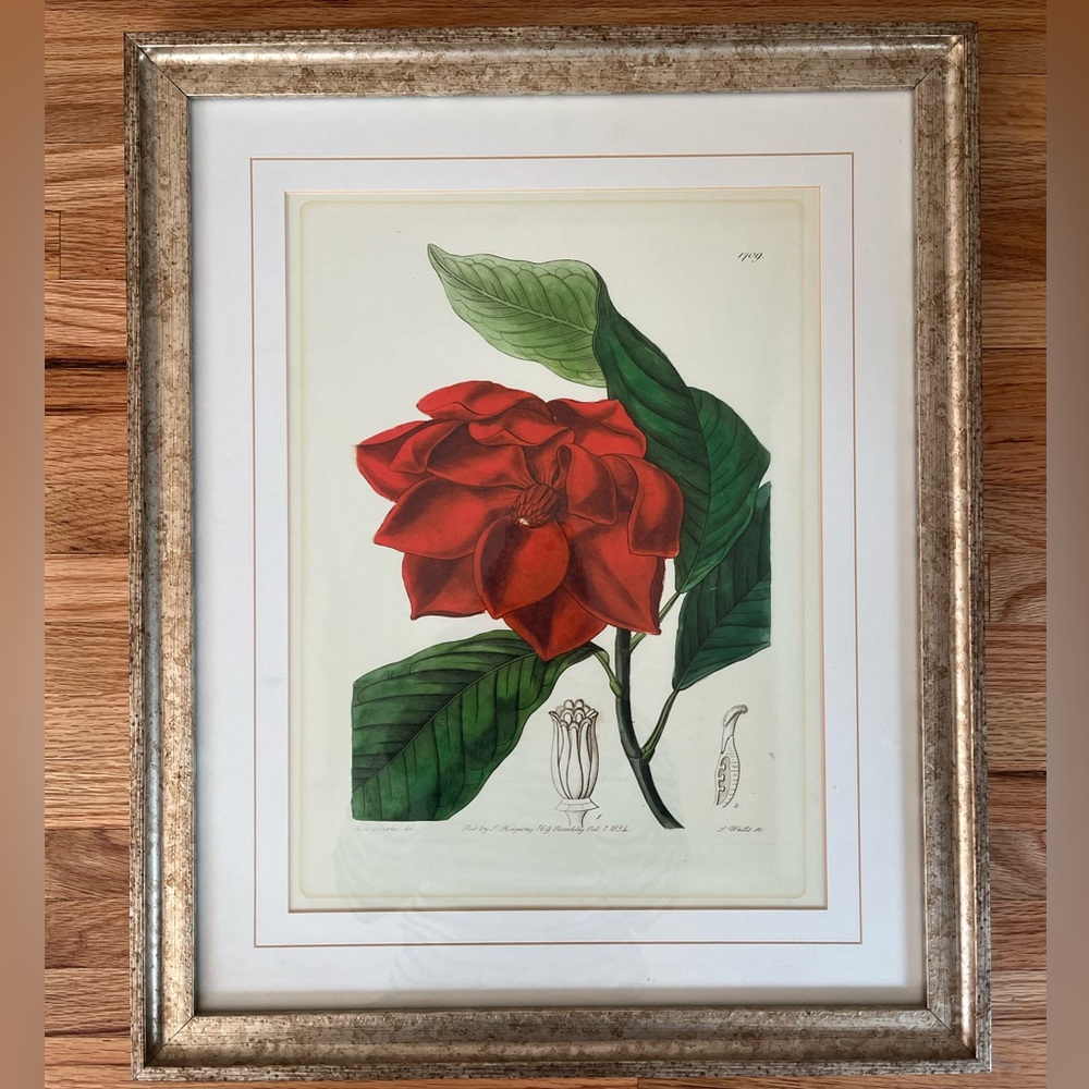 Framed Red botanical Floral Art Print